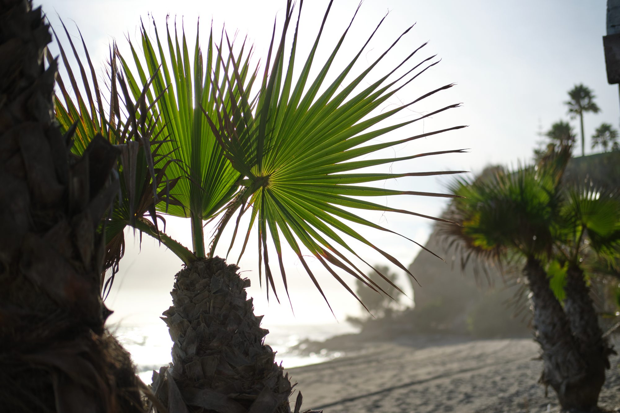 Palm tree by the beach